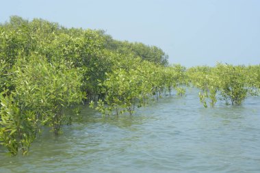 Cox 's Bazar, Bangladeş' te sular yükseldiğinde nehrin ortasındaki sualtı mangrov ağaçları. Açık deniz sulak arazisi sele dayanıklılığı gösteriyor..