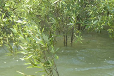Cox 's Bazar, Bangladeş' te sular yükseldiğinde nehrin ortasındaki sualtı mangrov ağaçları. Açık deniz sulak arazisi sele dayanıklılığı gösteriyor..