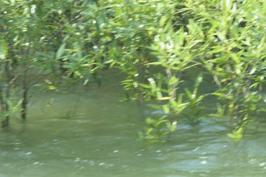 Cox 's Bazar, Bangladeş' te sular yükseldiğinde nehrin ortasındaki sualtı mangrov ağaçları. Açık deniz sulak arazisi sele dayanıklılığı gösteriyor..