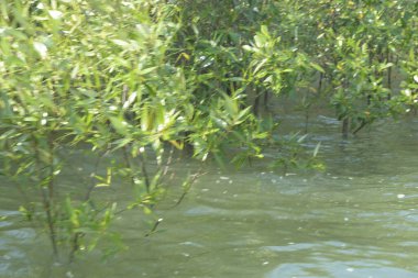 Cox 's Bazar, Bangladeş' te sular yükseldiğinde nehrin ortasındaki sualtı mangrov ağaçları. Açık deniz sulak arazisi sele dayanıklılığı gösteriyor..