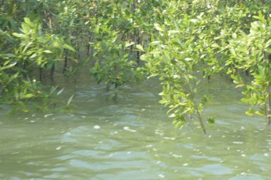 Cox 's Bazar, Bangladeş' te sular yükseldiğinde nehrin ortasındaki sualtı mangrov ağaçları. Açık deniz sulak arazisi sele dayanıklılığı gösteriyor..