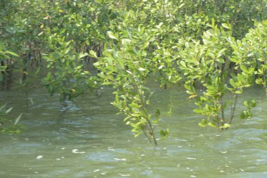 Cox 's Bazar, Bangladeş' te sular yükseldiğinde nehrin ortasındaki sualtı mangrov ağaçları. Açık deniz sulak arazisi sele dayanıklılığı gösteriyor..