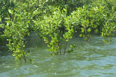 Cox 's Bazar, Bangladeş' te sular yükseldiğinde nehrin ortasındaki sualtı mangrov ağaçları. Açık deniz sulak arazisi sele dayanıklılığı gösteriyor..