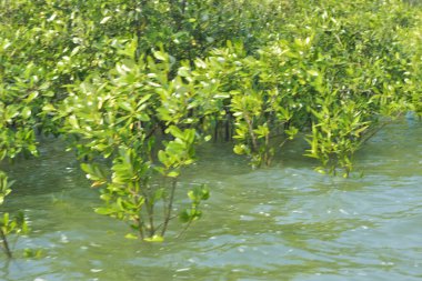 Cox 's Bazar, Bangladeş' te sular yükseldiğinde nehrin ortasındaki sualtı mangrov ağaçları. Açık deniz sulak arazisi sele dayanıklılığı gösteriyor..