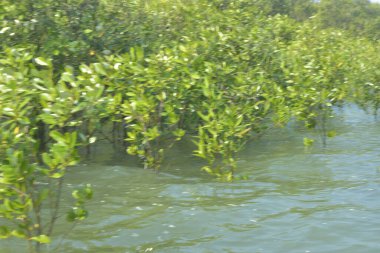 Cox 's Bazar, Bangladeş' te sular yükseldiğinde nehrin ortasındaki sualtı mangrov ağaçları. Açık deniz sulak arazisi sele dayanıklılığı gösteriyor..