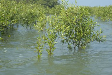 Cox 's Bazar, Bangladeş' te sular yükseldiğinde nehrin ortasındaki sualtı mangrov ağaçları. Açık deniz sulak arazisi sele dayanıklılığı gösteriyor..