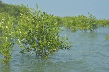 Cox 's Bazar, Bangladeş' te sular yükseldiğinde nehrin ortasındaki sualtı mangrov ağaçları. Açık deniz sulak arazisi sele dayanıklılığı gösteriyor..