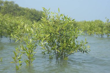 Cox 's Bazar, Bangladeş' te sular yükseldiğinde nehrin ortasındaki sualtı mangrov ağaçları. Açık deniz sulak arazisi sele dayanıklılığı gösteriyor..
