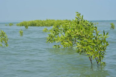 Cox 's Bazar, Bangladeş' te sular yükseldiğinde nehrin ortasındaki sualtı mangrov ağaçları. Açık deniz sulak arazisi sele dayanıklılığı gösteriyor..