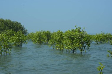 Cox 's Bazar, Bangladeş' te sular yükseldiğinde nehrin ortasındaki sualtı mangrov ağaçları. Açık deniz sulak arazisi sele dayanıklılığı gösteriyor..