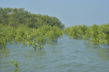 Cox 's Bazar, Bangladeş' te sular yükseldiğinde nehrin ortasındaki sualtı mangrov ağaçları. Açık deniz sulak arazisi sele dayanıklılığı gösteriyor..