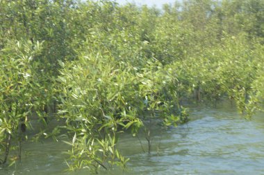 Cox 's Bazar, Bangladeş' te sular yükseldiğinde nehrin ortasındaki sualtı mangrov ağaçları. Açık deniz sulak arazisi sele dayanıklılığı gösteriyor..