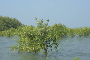 Cox 's Bazar, Bangladeş' te sular yükseldiğinde nehrin ortasındaki sualtı mangrov ağaçları. Açık deniz sulak arazisi sele dayanıklılığı gösteriyor..
