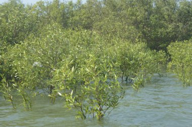Cox 's Bazar, Bangladeş' te sular yükseldiğinde nehrin ortasındaki sualtı mangrov ağaçları. Açık deniz sulak arazisi sele dayanıklılığı gösteriyor..