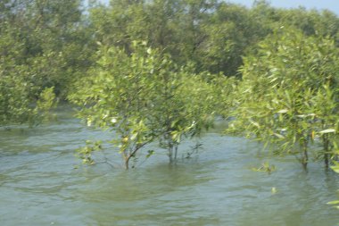 Cox 's Bazar, Bangladeş' te sular yükseldiğinde nehrin ortasındaki sualtı mangrov ağaçları. Açık deniz sulak arazisi sele dayanıklılığı gösteriyor..