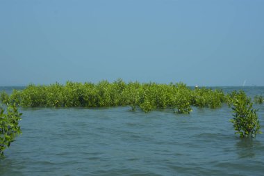 Cox 's Bazar, Bangladeş' te sular yükseldiğinde nehrin ortasındaki sualtı mangrov ağaçları. Açık deniz sulak arazisi sele dayanıklılığı gösteriyor..