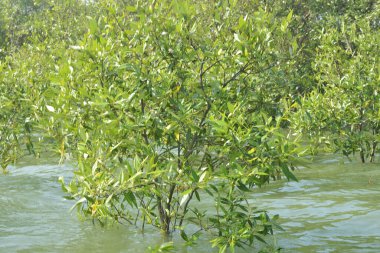 Cox 's Bazar, Bangladeş' te sular yükseldiğinde nehrin ortasındaki sualtı mangrov ağaçları. Açık deniz sulak arazisi sele dayanıklılığı gösteriyor..