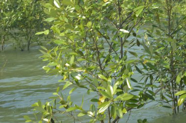 Cox 's Bazar, Bangladeş' te sular yükseldiğinde nehrin ortasındaki sualtı mangrov ağaçları. Açık deniz sulak arazisi sele dayanıklılığı gösteriyor..