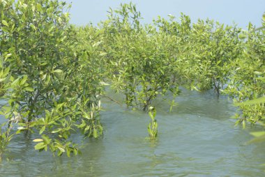 Cox 's Bazar, Bangladeş' te sular yükseldiğinde nehrin ortasındaki sualtı mangrov ağaçları. Açık deniz sulak arazisi sele dayanıklılığı gösteriyor..