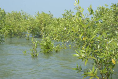 Cox 's Bazar, Bangladeş' te sular yükseldiğinde nehrin ortasındaki sualtı mangrov ağaçları. Açık deniz sulak arazisi sele dayanıklılığı gösteriyor..