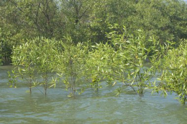 Cox 's Bazar, Bangladeş' te sular yükseldiğinde nehrin ortasındaki sualtı mangrov ağaçları. Açık deniz sulak arazisi sele dayanıklılığı gösteriyor..
