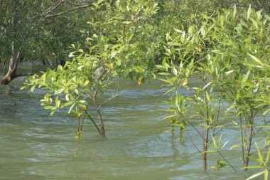 Cox 's Bazar, Bangladeş' te sular yükseldiğinde nehrin ortasındaki sualtı mangrov ağaçları. Açık deniz sulak arazisi sele dayanıklılığı gösteriyor..