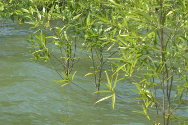 Cox 's Bazar, Bangladeş' te sular yükseldiğinde nehrin ortasındaki sualtı mangrov ağaçları. Açık deniz sulak arazisi sele dayanıklılığı gösteriyor..