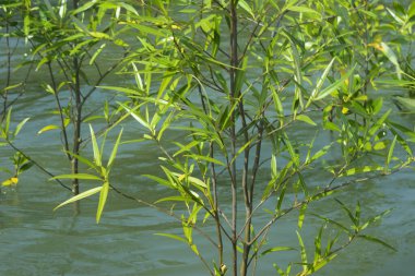 Cox 's Bazar, Bangladeş' te sular yükseldiğinde nehrin ortasındaki sualtı mangrov ağaçları. Açık deniz sulak arazisi sele dayanıklılığı gösteriyor..