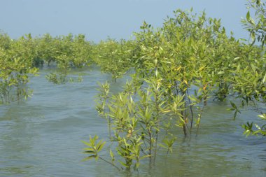 Cox 's Bazar, Bangladeş' te sular yükseldiğinde nehrin ortasındaki sualtı mangrov ağaçları. Açık deniz sulak arazisi sele dayanıklılığı gösteriyor..