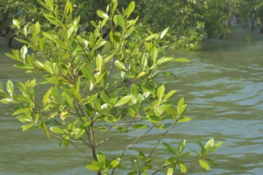 Cox 's Bazar, Bangladeş' te sular yükseldiğinde nehrin ortasındaki sualtı mangrov ağaçları. Açık deniz sulak arazisi sele dayanıklılığı gösteriyor..