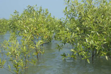 Cox 's Bazar, Bangladeş' te sular yükseldiğinde nehrin ortasındaki sualtı mangrov ağaçları. Açık deniz sulak arazisi sele dayanıklılığı gösteriyor..