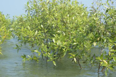 Cox 's Bazar, Bangladeş' te sular yükseldiğinde nehrin ortasındaki sualtı mangrov ağaçları. Açık deniz sulak arazisi sele dayanıklılığı gösteriyor..
