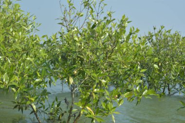Cox 's Bazar, Bangladeş' te sular yükseldiğinde nehrin ortasındaki sualtı mangrov ağaçları. Açık deniz sulak arazisi sele dayanıklılığı gösteriyor..