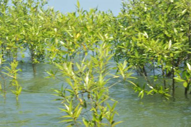 Cox 's Bazar, Bangladeş' te sular yükseldiğinde nehrin ortasındaki sualtı mangrov ağaçları. Açık deniz sulak arazisi sele dayanıklılığı gösteriyor..