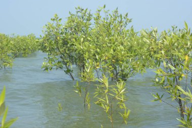 Cox 's Bazar, Bangladeş' te sular yükseldiğinde nehrin ortasındaki sualtı mangrov ağaçları. Açık deniz sulak arazisi sele dayanıklılığı gösteriyor..