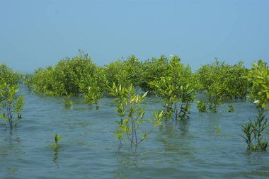Cox 's Bazar, Bangladeş' te sular yükseldiğinde nehrin ortasındaki sualtı mangrov ağaçları. Açık deniz sulak arazisi sele dayanıklılığı gösteriyor..