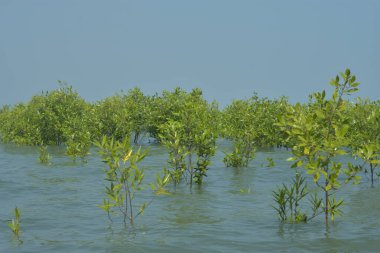 Cox 's Bazar, Bangladeş' te sular yükseldiğinde nehrin ortasındaki sualtı mangrov ağaçları. Açık deniz sulak arazisi sele dayanıklılığı gösteriyor..