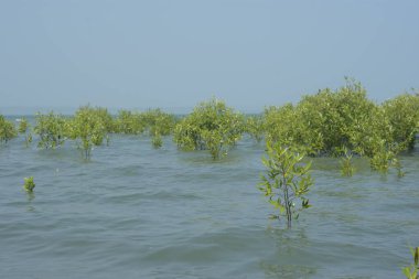Cox 's Bazar, Bangladeş' te sular yükseldiğinde nehrin ortasındaki sualtı mangrov ağaçları. Açık deniz sulak arazisi sele dayanıklılığı gösteriyor..