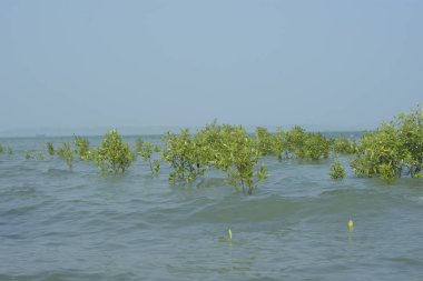 Cox 's Bazar, Bangladeş' te sular yükseldiğinde nehrin ortasındaki sualtı mangrov ağaçları. Açık deniz sulak arazisi sele dayanıklılığı gösteriyor..