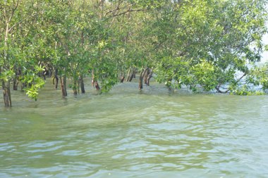 Cox 's Bazar, Bangladeş' te sular yükseldiğinde nehrin ortasındaki sualtı mangrov ağaçları. Açık deniz sulak arazisi sele dayanıklılığı gösteriyor..