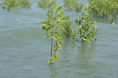 Cox 's Bazar, Bangladeş' te sular yükseldiğinde nehrin ortasındaki sualtı mangrov ağaçları. Açık deniz sulak arazisi sele dayanıklılığı gösteriyor..