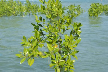 Cox 's Bazar, Bangladeş' te sular yükseldiğinde nehrin ortasındaki sualtı mangrov ağaçları. Açık deniz sulak arazisi sele dayanıklılığı gösteriyor..