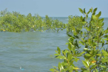 Cox 's Bazar, Bangladeş' te sular yükseldiğinde nehrin ortasındaki sualtı mangrov ağaçları. Açık deniz sulak arazisi sele dayanıklılığı gösteriyor..