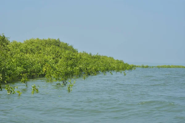 Mangrove Ormanı Cox 's Bazar, Bangladeş' te gelgit sırasında. Nehir suyuna kısmen batmış yemyeşil ağaçlar kıyı sularına dayanıklılık gösteriyor..