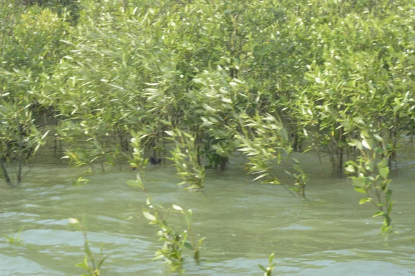 Mangrove Ormanı Cox 's Bazar, Bangladeş' te gelgit sırasında. Nehir suyuna kısmen batmış yemyeşil ağaçlar kıyı sularına dayanıklılık gösteriyor..