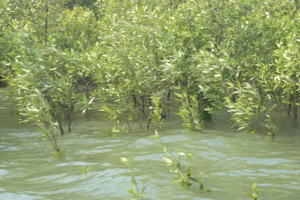 Mangrove Ormanı Cox 's Bazar, Bangladeş' te gelgit sırasında. Nehir suyuna kısmen batmış yemyeşil ağaçlar kıyı sularına dayanıklılık gösteriyor..