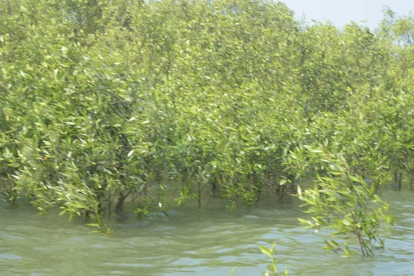Mangrove Ormanı Cox 's Bazar, Bangladeş' te gelgit sırasında. Nehir suyuna kısmen batmış yemyeşil ağaçlar kıyı sularına dayanıklılık gösteriyor..