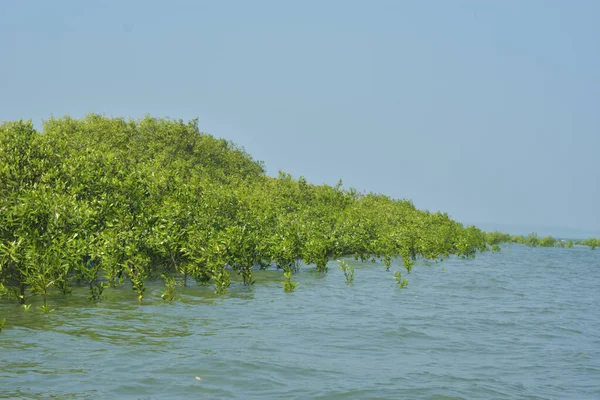 Mangrove Ormanı Cox 's Bazar, Bangladeş' te gelgit sırasında. Nehir suyuna kısmen batmış yemyeşil ağaçlar kıyı sularına dayanıklılık gösteriyor..