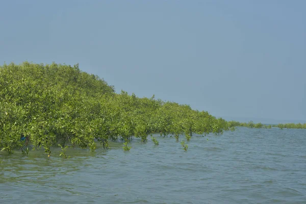 Mangrove Ormanı Cox 's Bazar, Bangladeş' te gelgit sırasında. Nehir suyuna kısmen batmış yemyeşil ağaçlar kıyı sularına dayanıklılık gösteriyor..