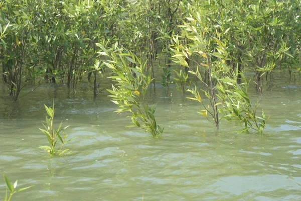Mangrove Ormanı Cox 's Bazar, Bangladeş' te gelgit sırasında. Nehir suyuna kısmen batmış yemyeşil ağaçlar kıyı sularına dayanıklılık gösteriyor..